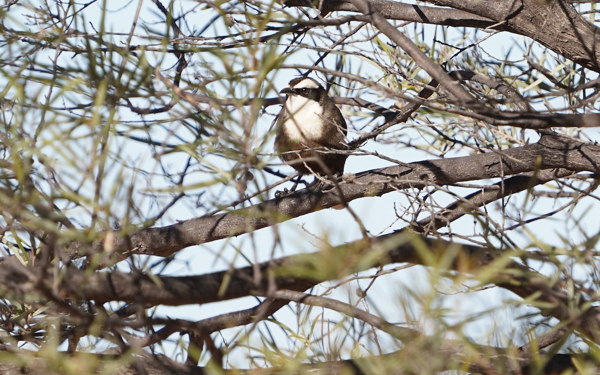 Hall's Babbler - ML620474334