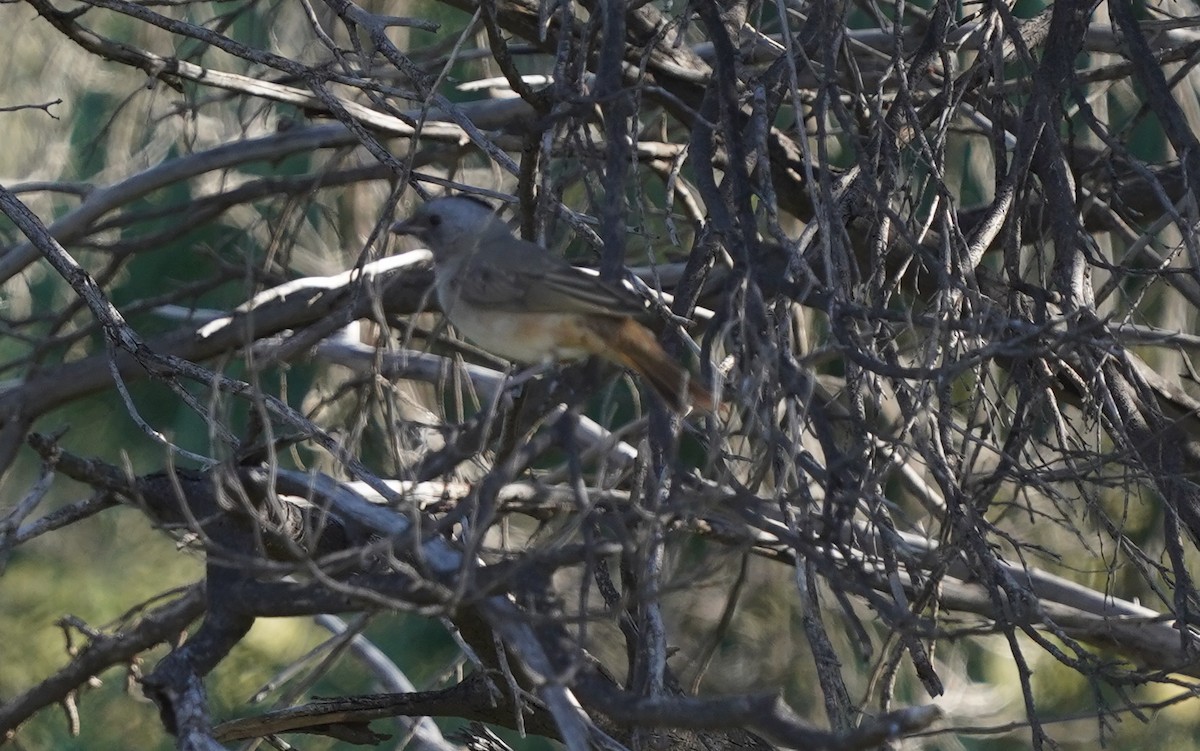 Crested Bellbird - ML620474335