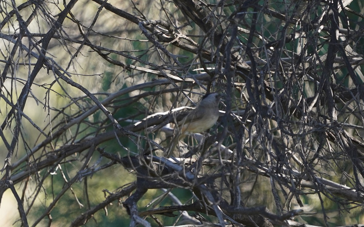 Crested Bellbird - ML620474336