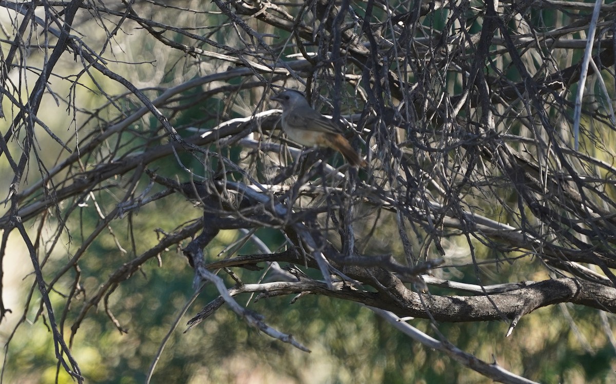 Crested Bellbird - ML620474337