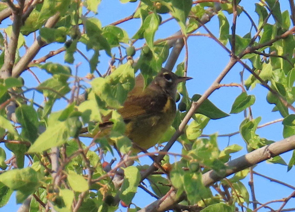 MacGillivray's Warbler - ML620474340