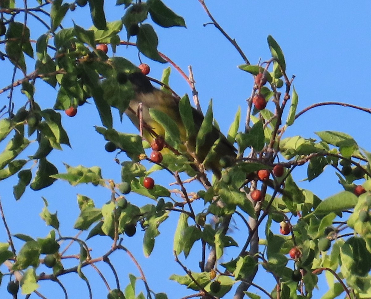 MacGillivray's Warbler - ML620474341