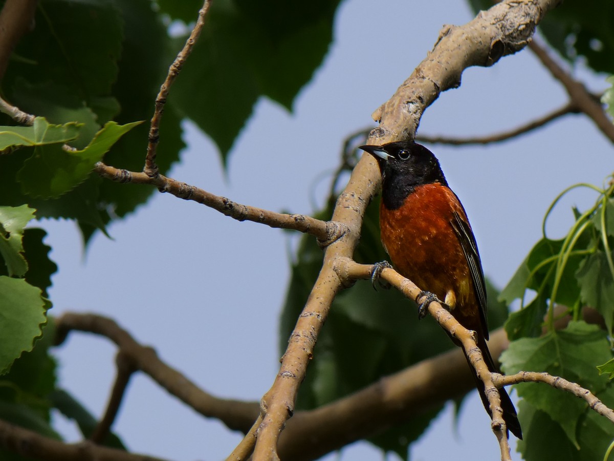 Orchard Oriole - ML620474342