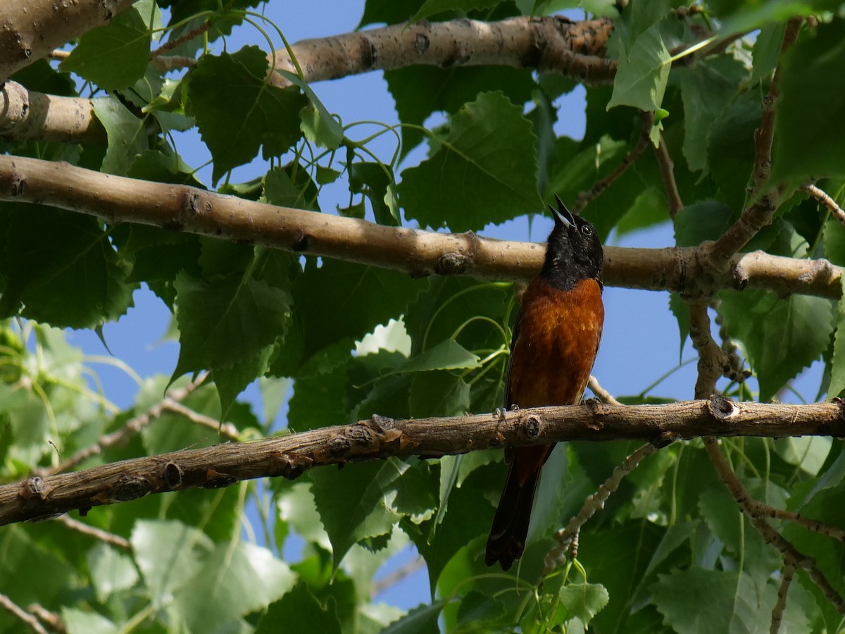 Orchard Oriole - ML620474343