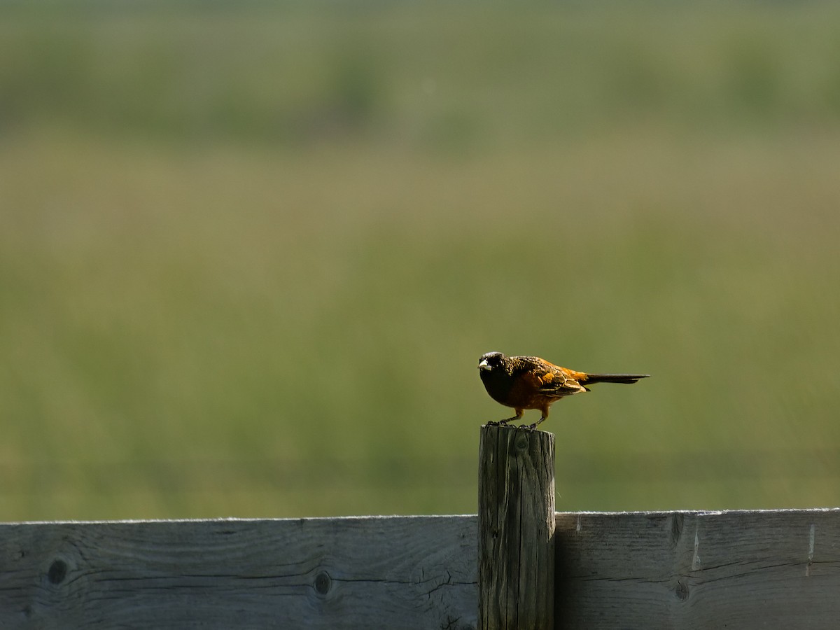 Orchard Oriole - ML620474344