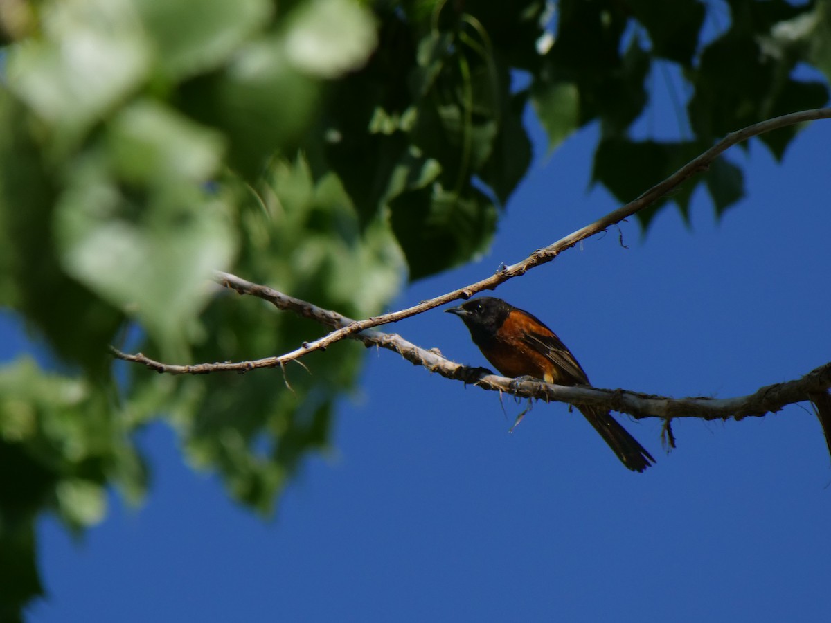 Orchard Oriole - ML620474345