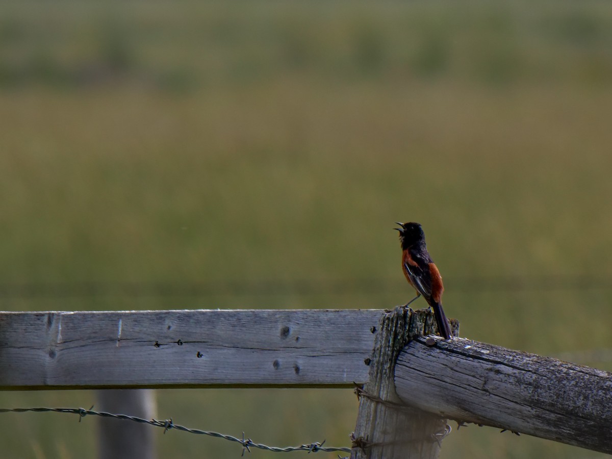 Orchard Oriole - ML620474346