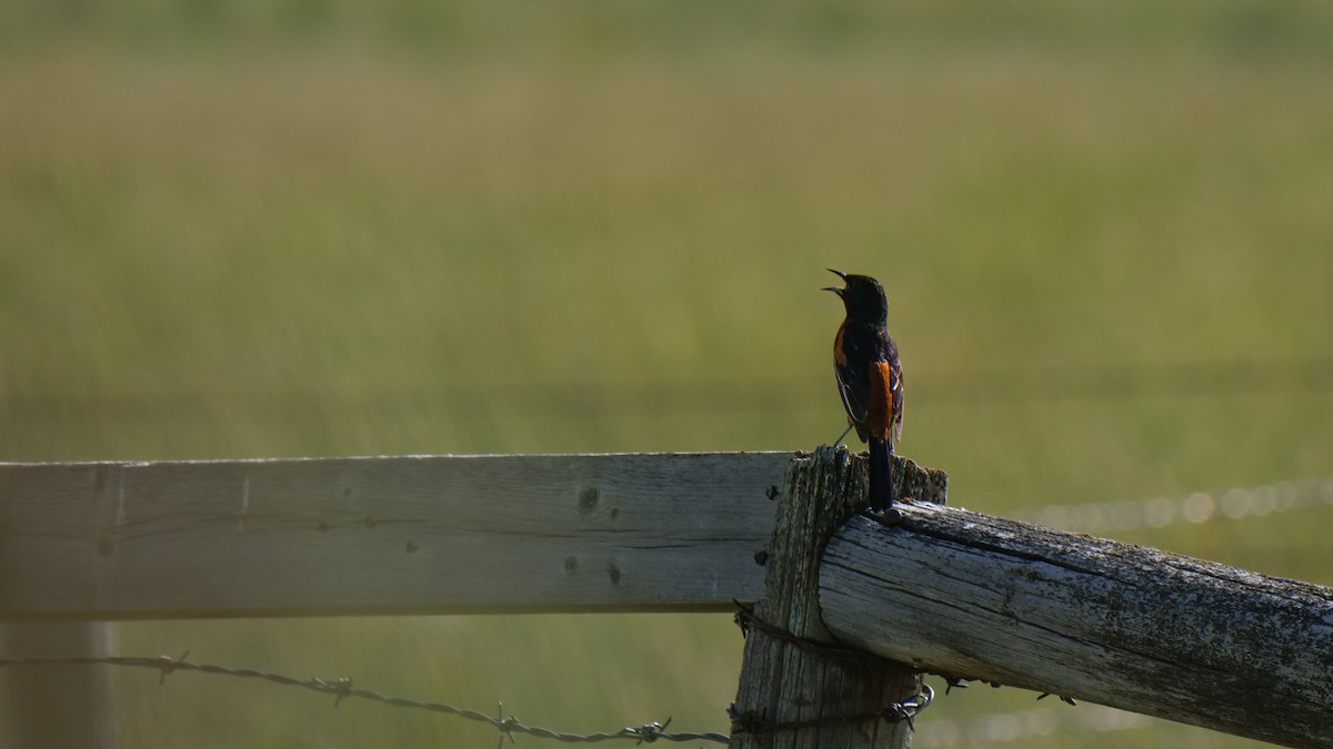 Orchard Oriole - Bob Izumi