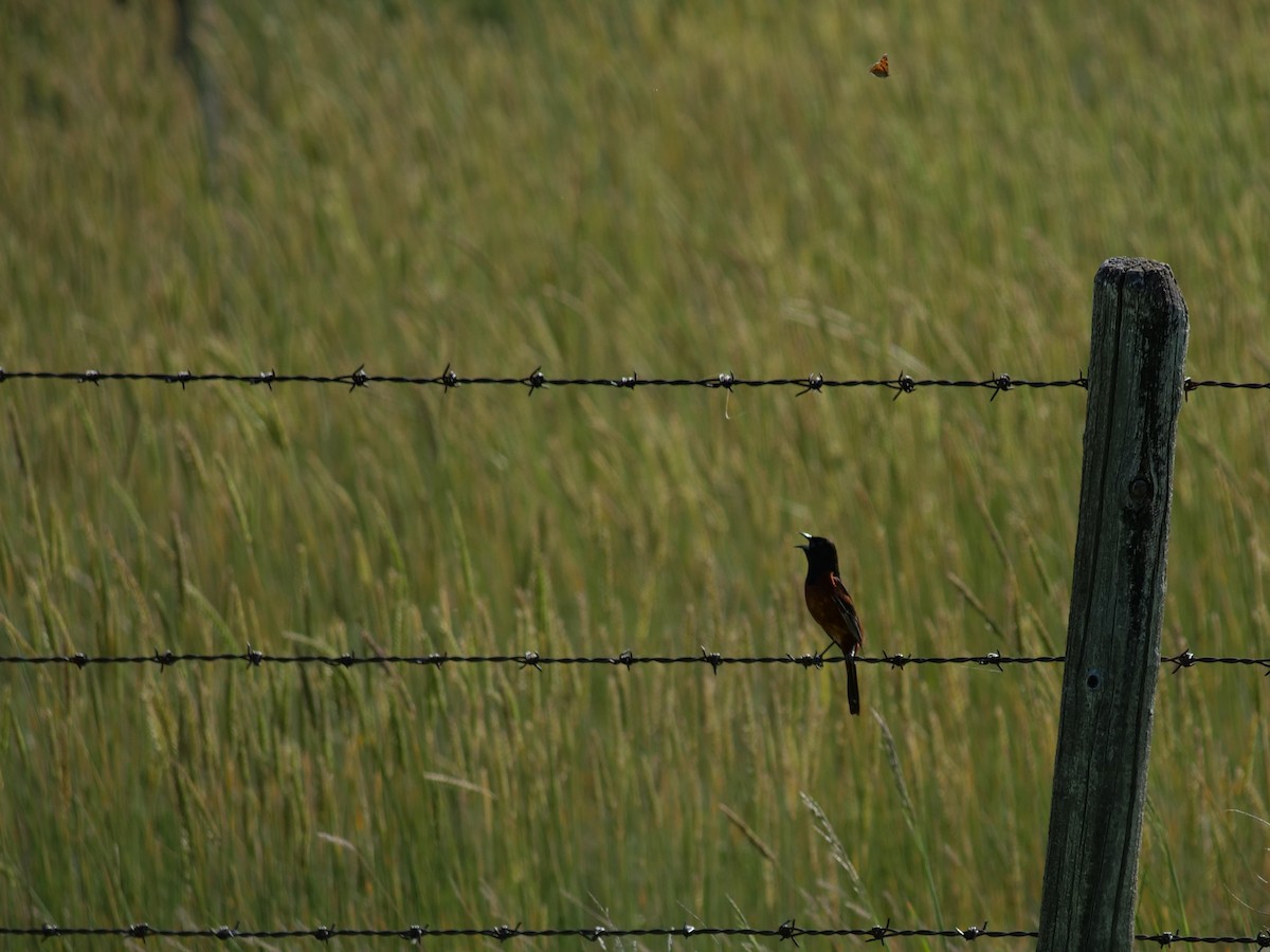 Orchard Oriole - ML620474348