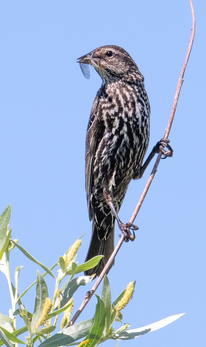 Red-winged Blackbird - ML620474349