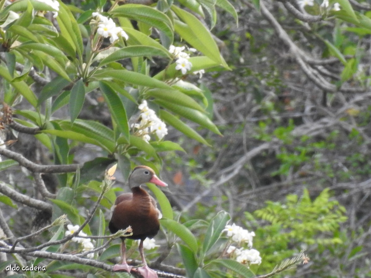 Black-bellied Whistling-Duck - ML620474351