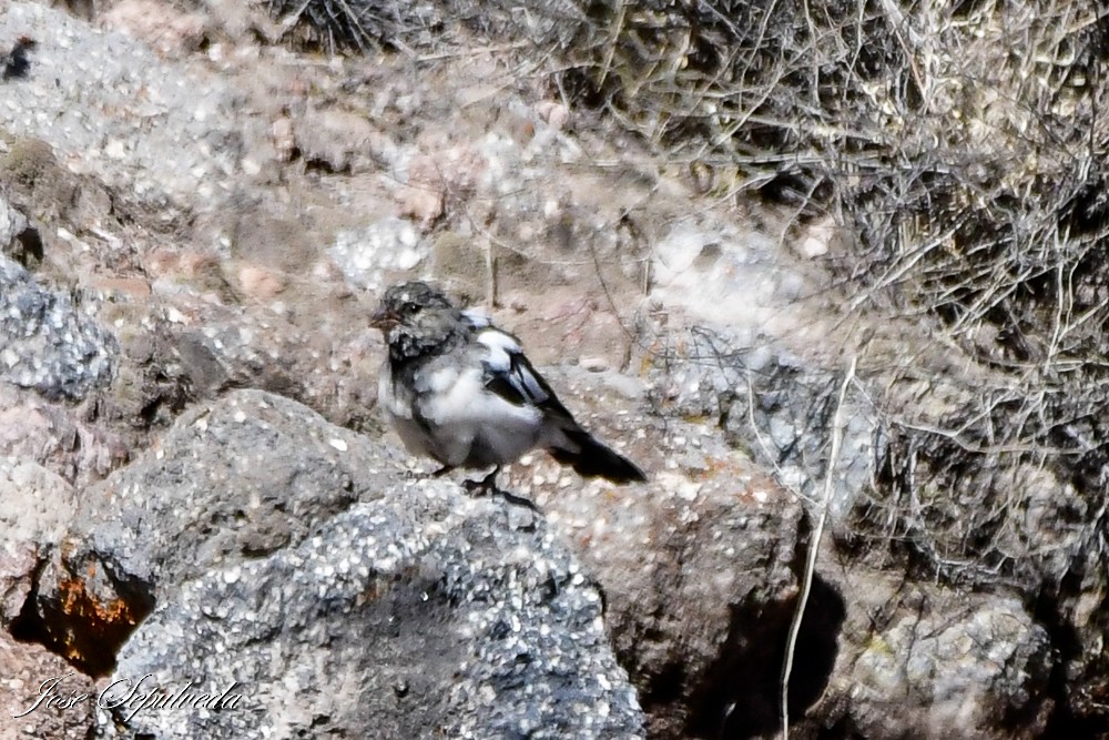 Mourning Sierra Finch - ML620474352