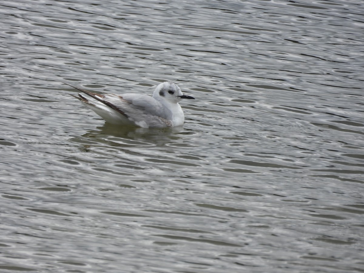 Bonaparte's Gull - ML620474355