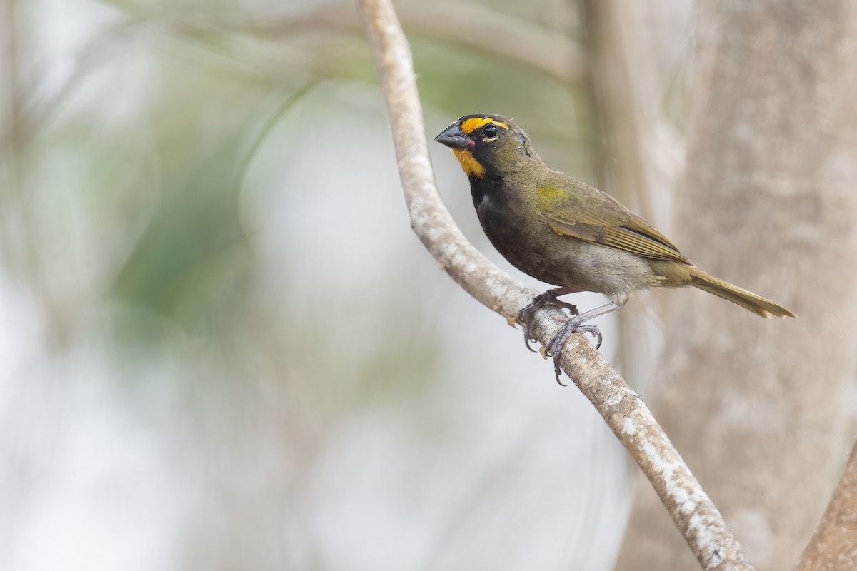 Yellow-faced Grassquit - ML620474358