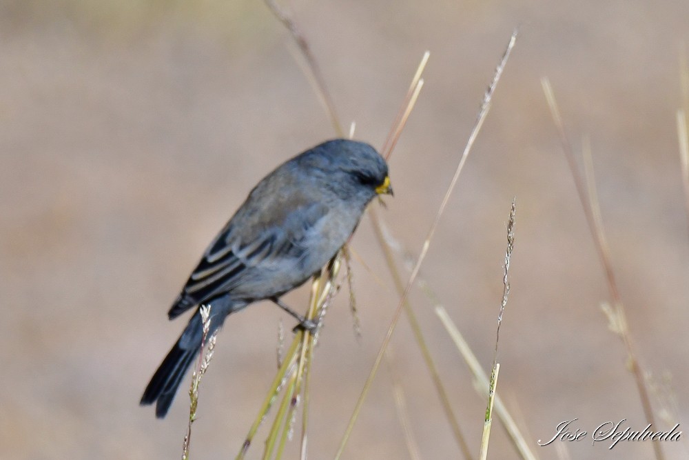 Band-tailed Seedeater - ML620474362