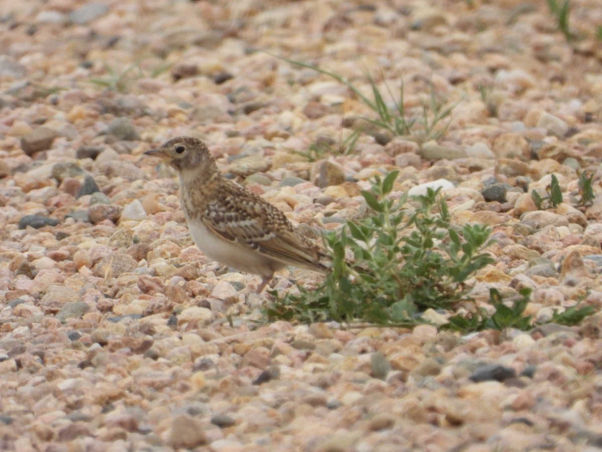 Horned Lark - ML620474364