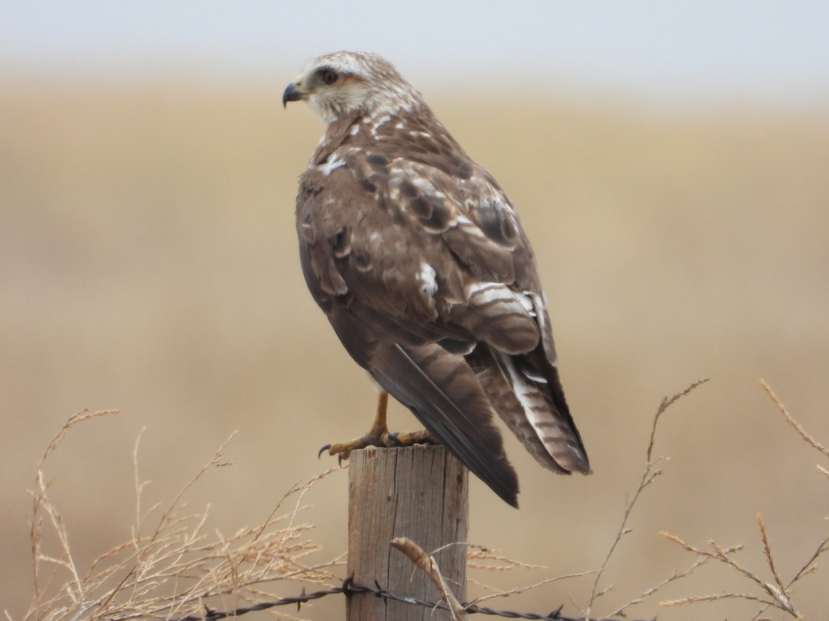 Swainson's Hawk - ML620474365