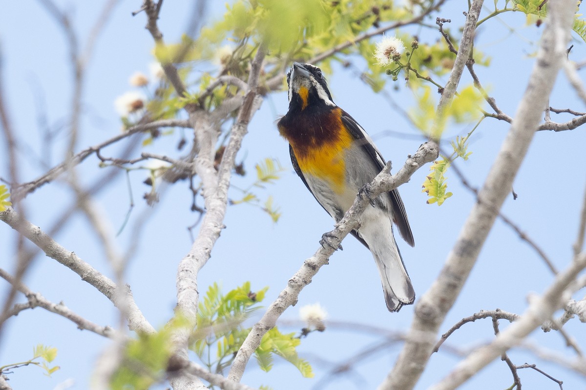 Western Spindalis (Cozumel I.) - ML620474369