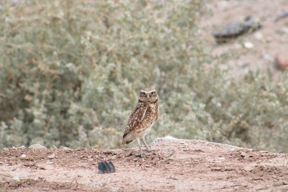 Burrowing Owl - ML620474373