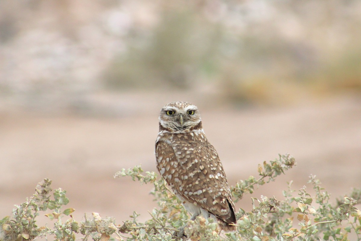 Burrowing Owl - ML620474374