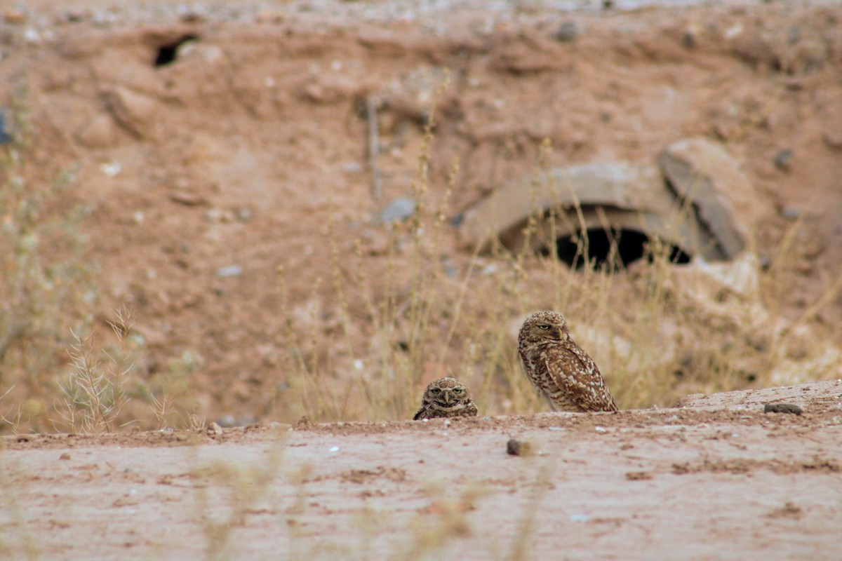 Burrowing Owl - ML620474375