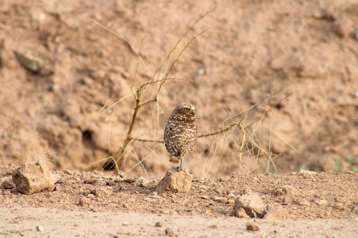 Burrowing Owl - ML620474376