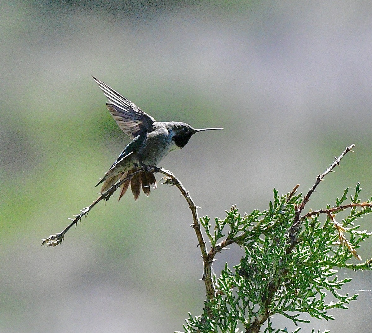 Broad-tailed Hummingbird - ML620474380