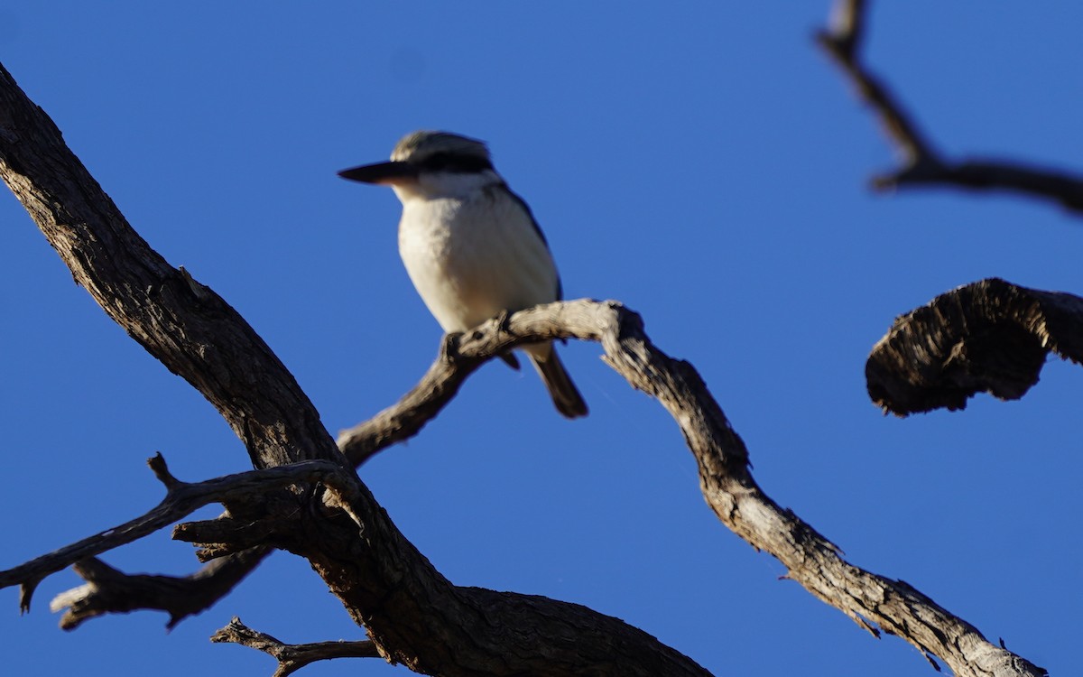 Red-backed Kingfisher - ML620474382