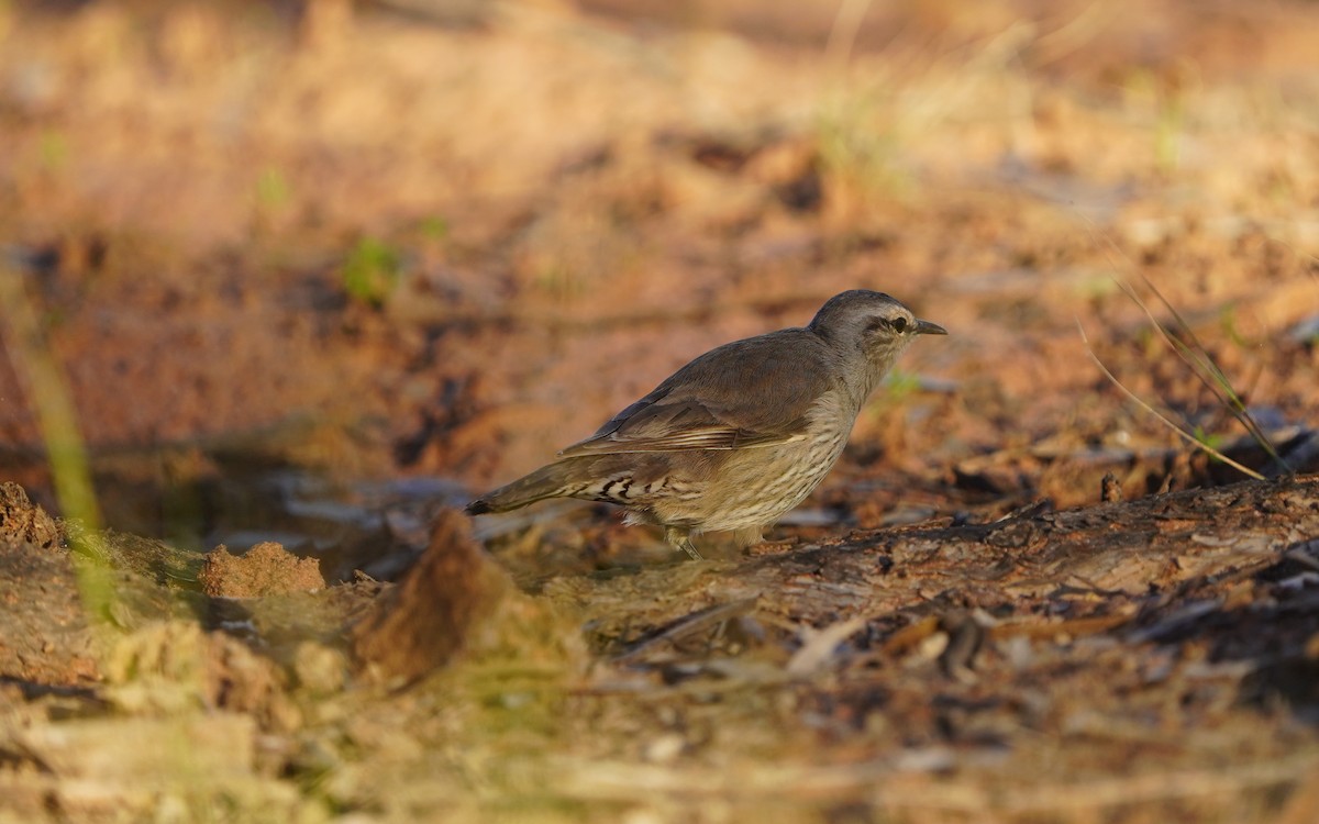 Brown Treecreeper - ML620474385