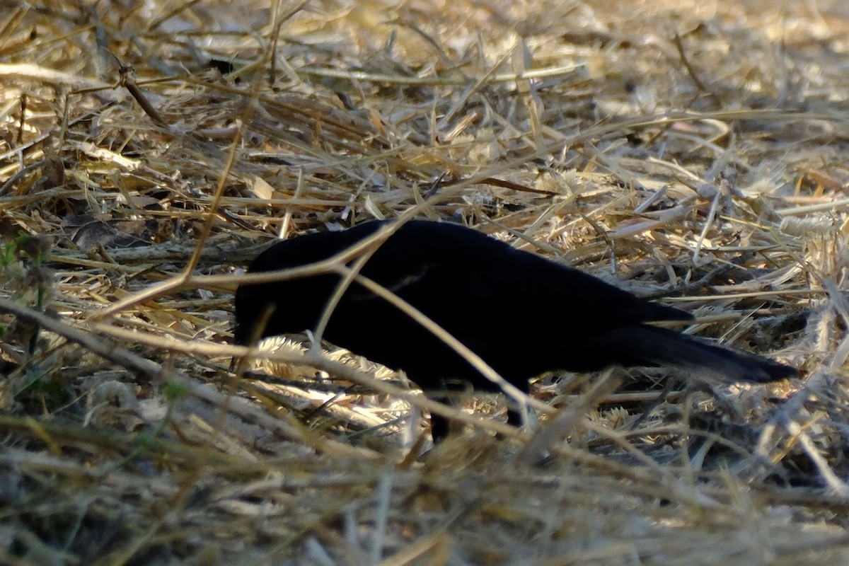 Red-winged/Tricolored Blackbird - ML620474387