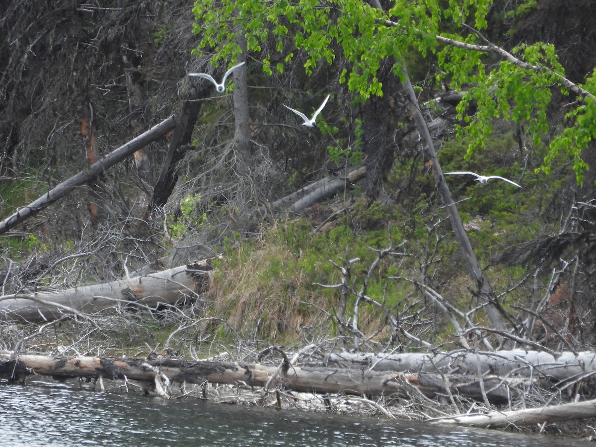 Gaviota de Bonaparte - ML620474390