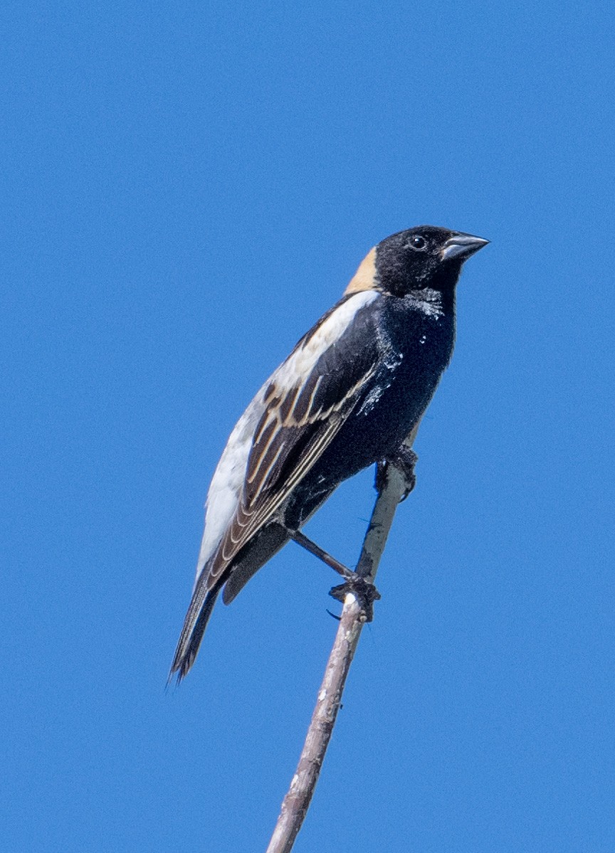 bobolink americký - ML620474392