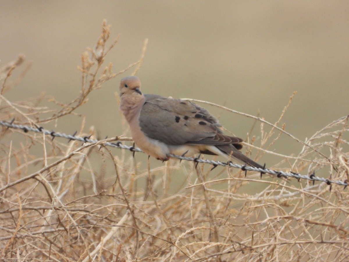 Mourning Dove - Andy Noyce