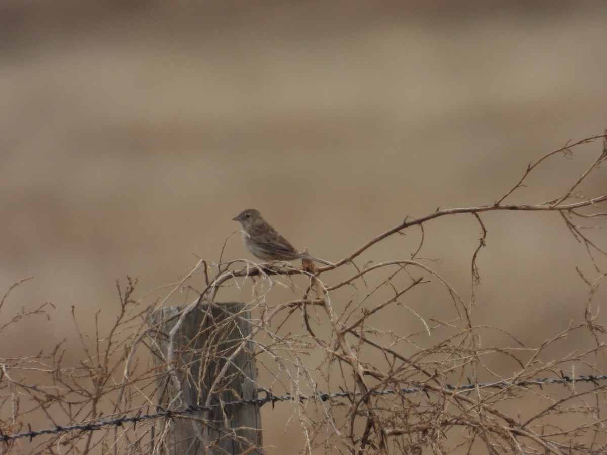 Cassin's Sparrow - ML620474400