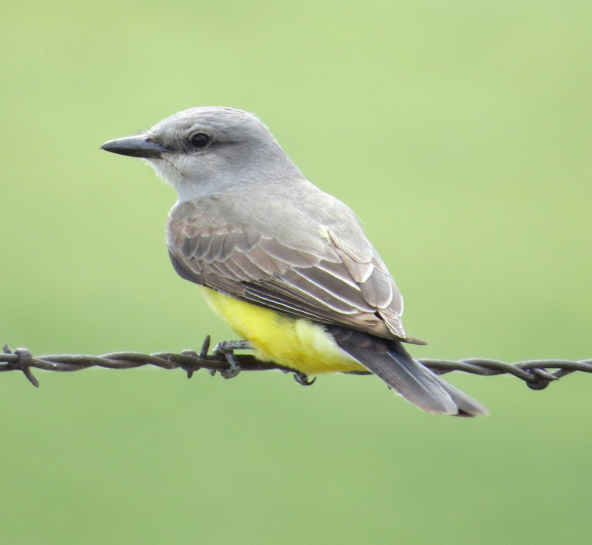 Western Kingbird - ML620474404