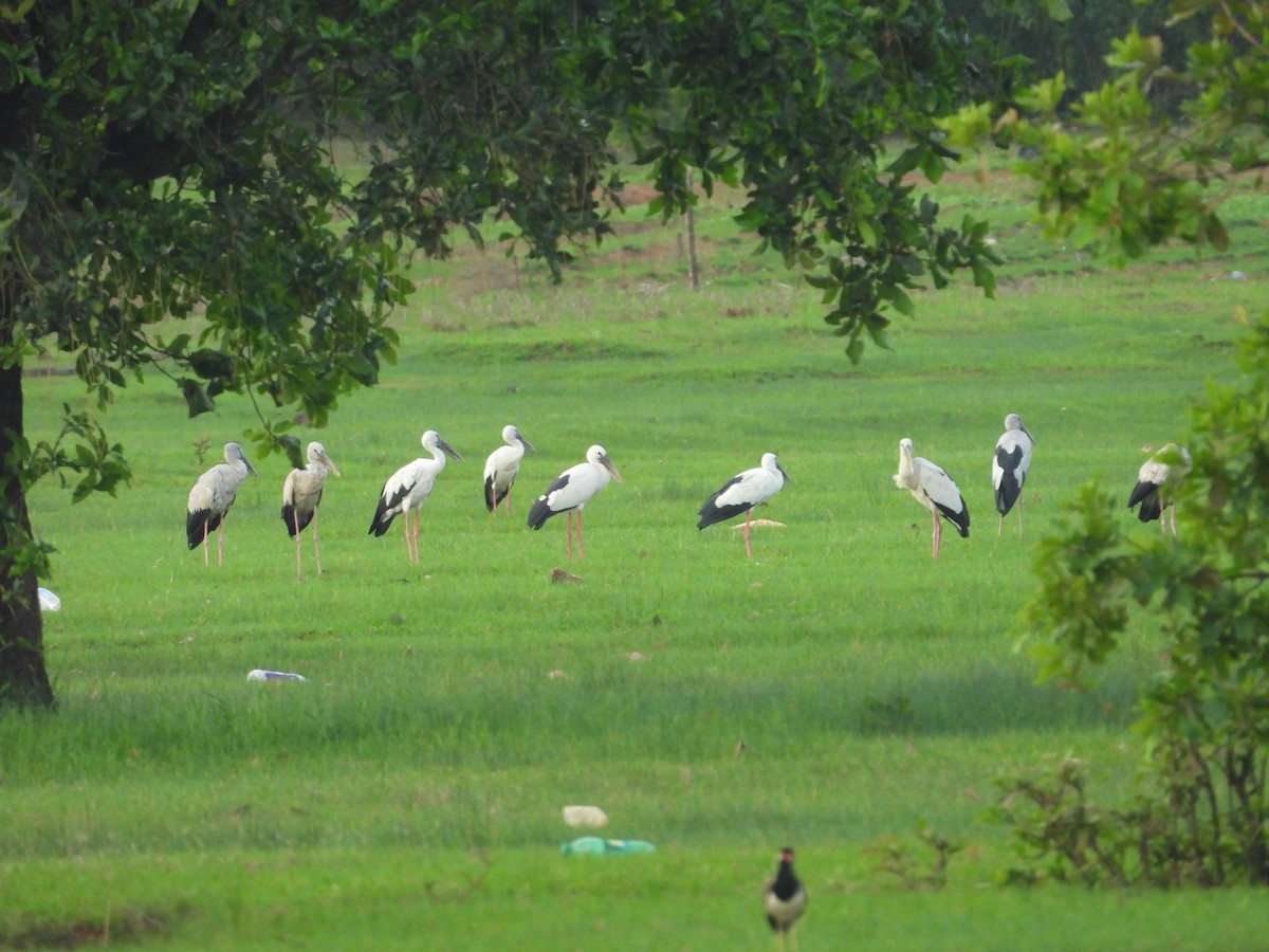 Asian Openbill - Shrikrishna  Magdum