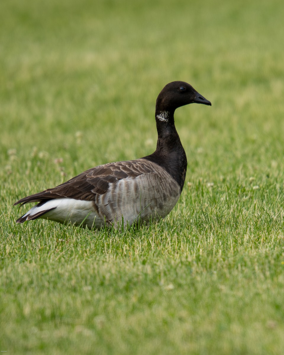 Barnacla Carinegra - ML620474411