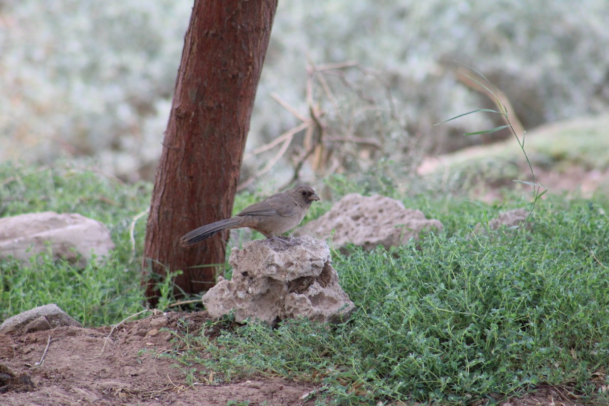 Abert's Towhee - ML620474419