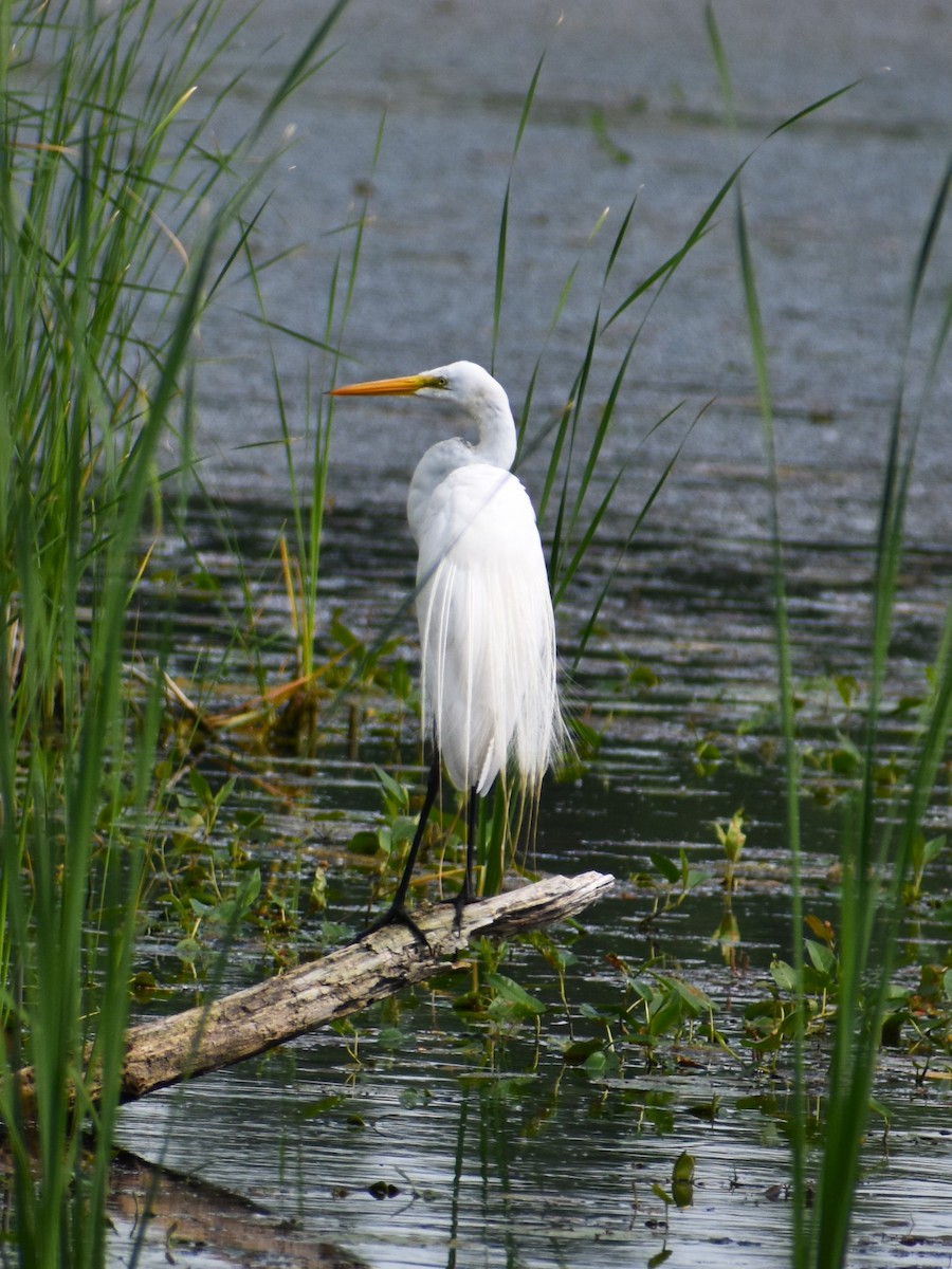 Great Egret - ML620474421