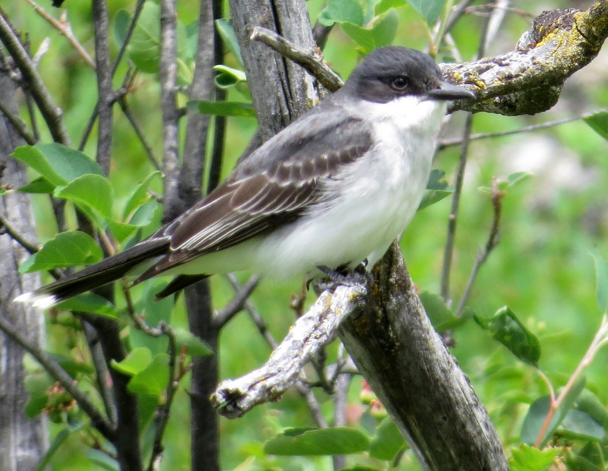 Eastern Kingbird - ML620474426