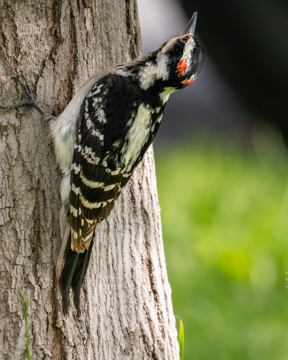 Hairy Woodpecker - ML620474429