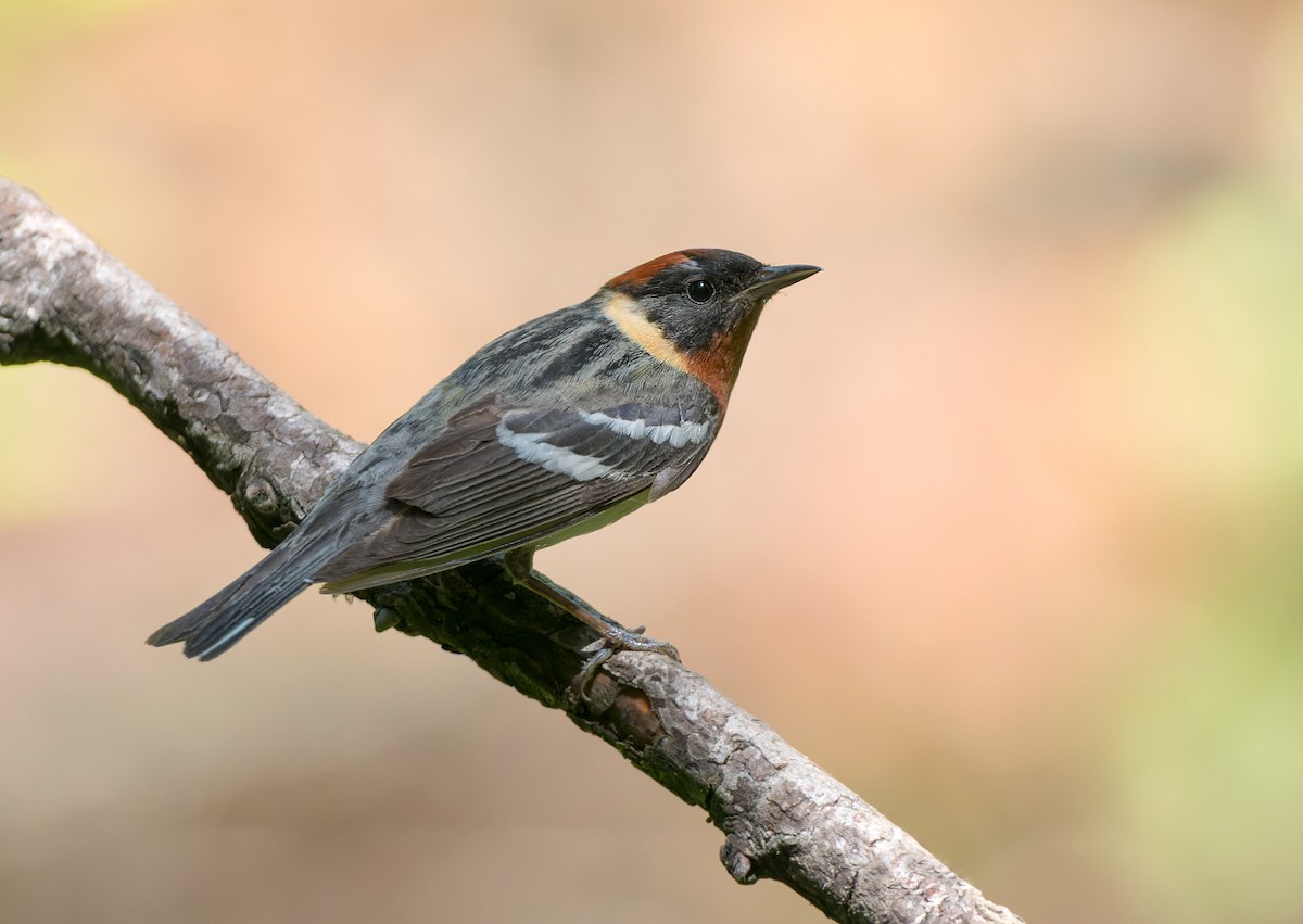 Bay-breasted Warbler - ML620474431