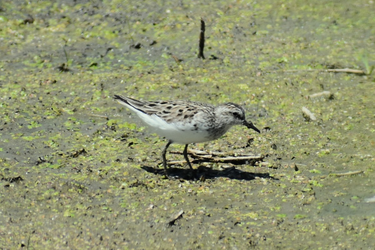 Semipalmated Sandpiper - ML620474437