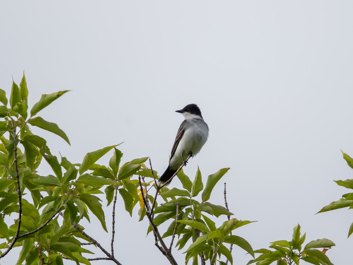 Eastern Kingbird - ML620474442