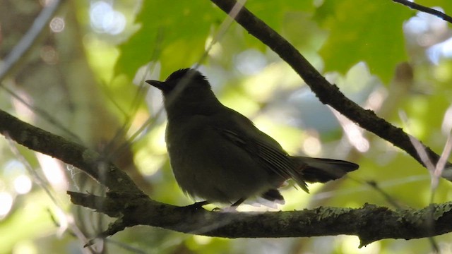 Pájaro Gato Gris - ML620474446