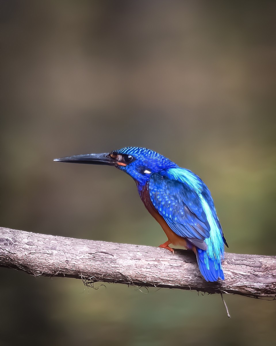 Blue-eared Kingfisher - ML620474447
