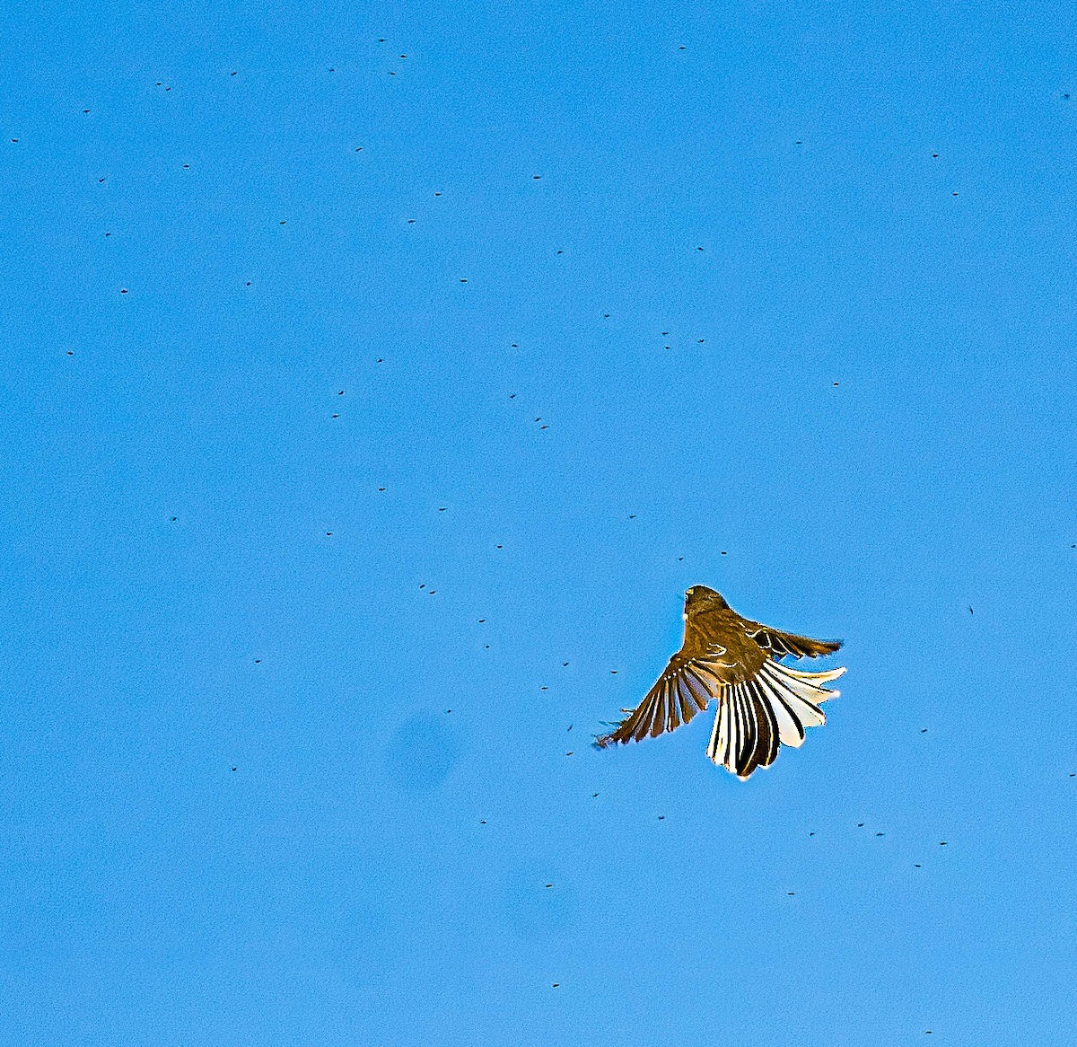 New Zealand Fantail - Bud Chapman