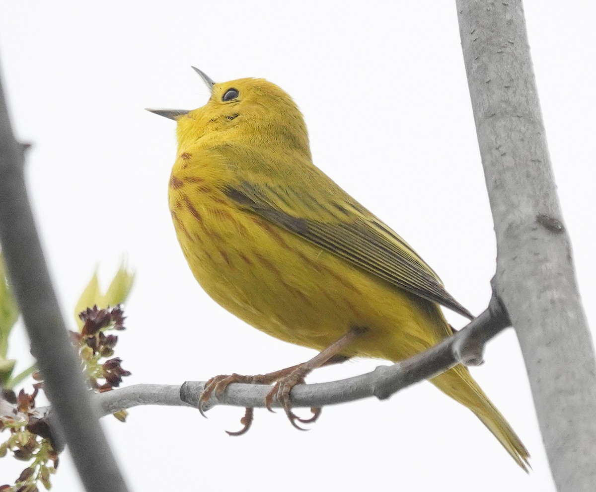 Paruline jaune - ML620474460