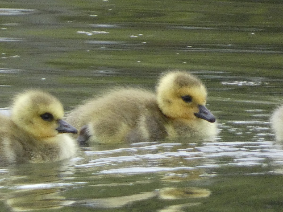 Canada Goose - ML620474461