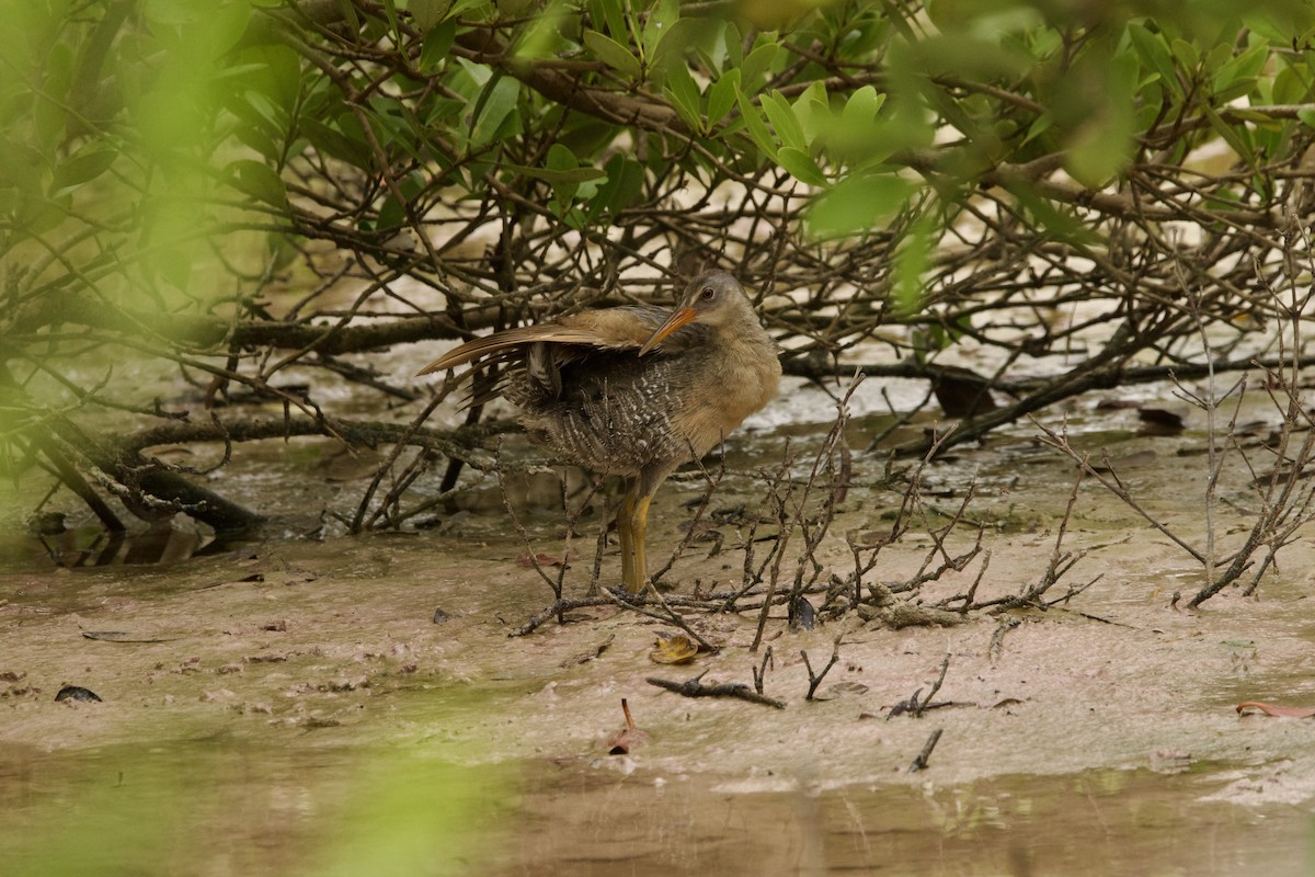 Clapper Rail - ML620474465